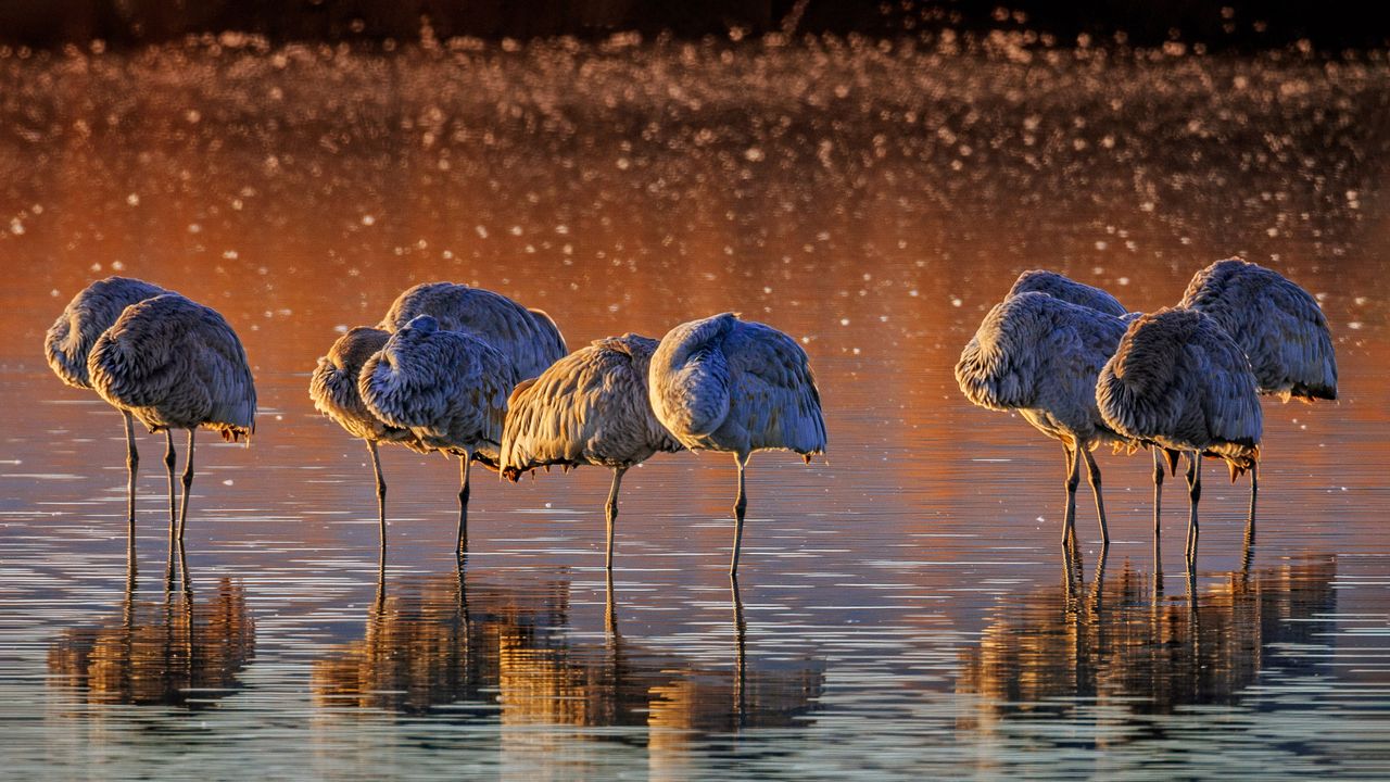 カナダヅル, 米国 ニューメキシコ州