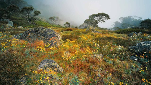 「ハウイット山の高山植物」オーストラリア, ビクトリア州