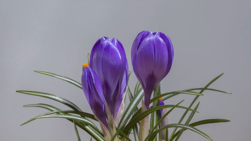 工場, 壁, 花, 屋内で, 植物, 紫, tommie crocus