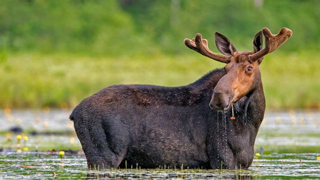 「花を食べるヘラジカ」米国メイン州, ミリノケット