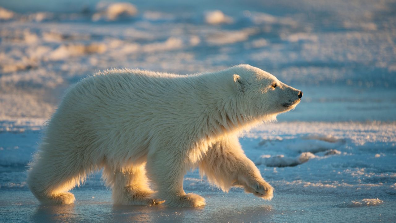 ホッキョクグマの子, 米国 アラスカ州