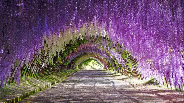 「藤のトンネル」福岡県, 北九州市, 河内藤園