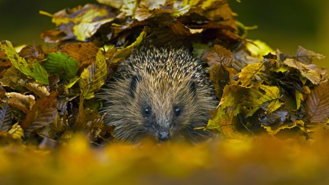 ナミハリネズミ, イギリス