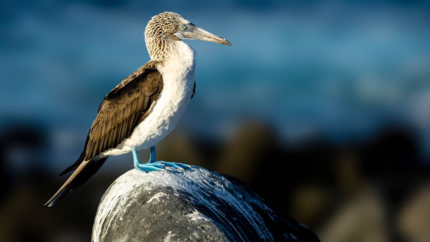 魚たちなら注意が必要