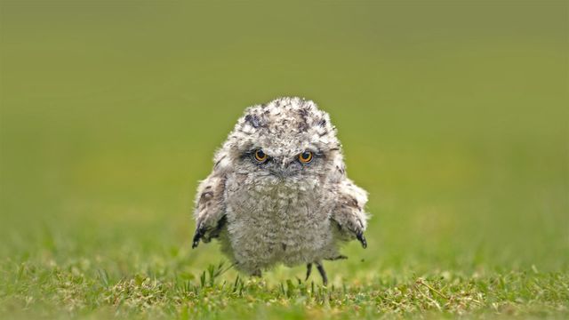 「ガマグチヨタカのヒナ」オーストラリア