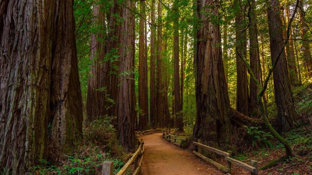 「ミュアウッズ国定記念公園」カリフォルニア, マリン郡