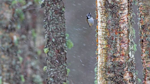 「春の嵐とカンムリガラ」スコットランド