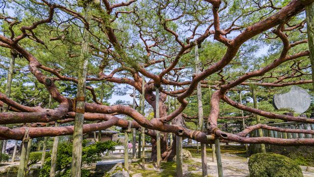 「兼六園の手向けの松」金沢市