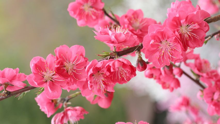 「桃の花」