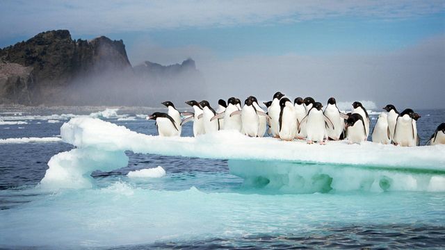 「アデリーペンギン」南極, ポゼッション島