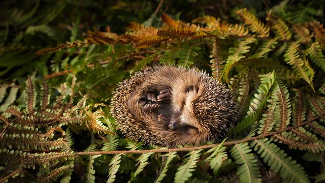 「ハリネズミの冬眠」