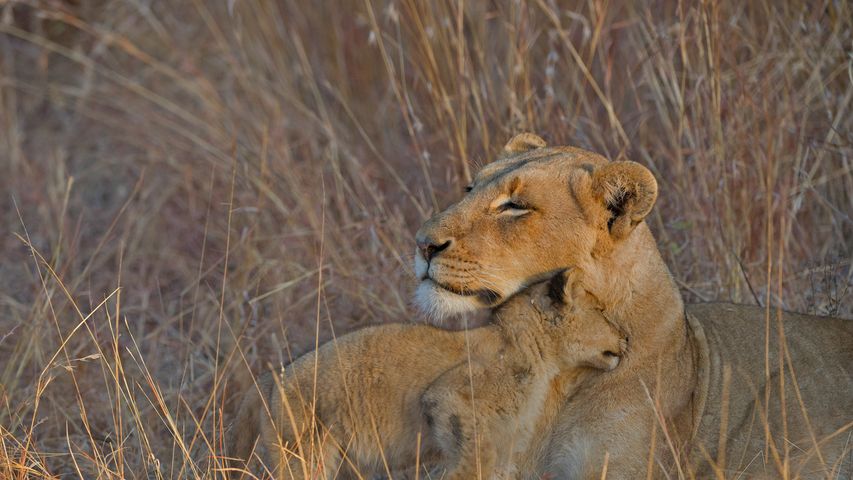 母子ライオン, 南アフリカ