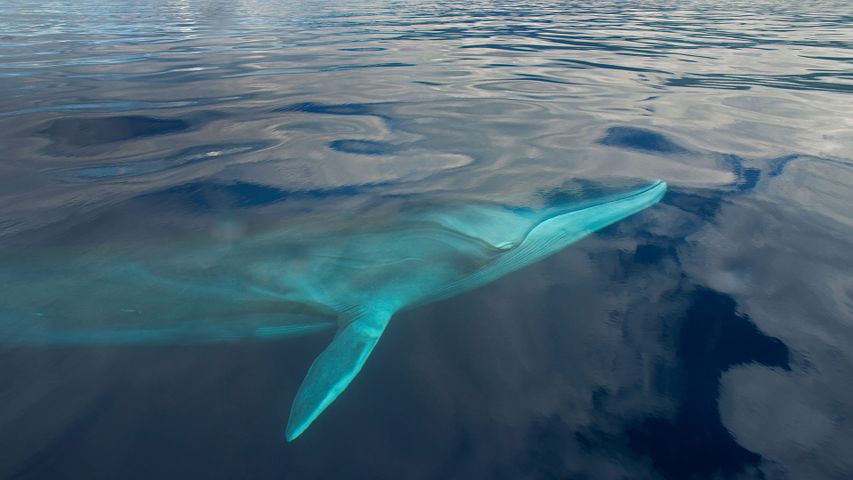 ｢ナガスクジラ｣ポルトガル, アゾレス諸島