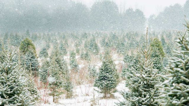 「クリスマスツリー農場」カナダ, オンタリオ州