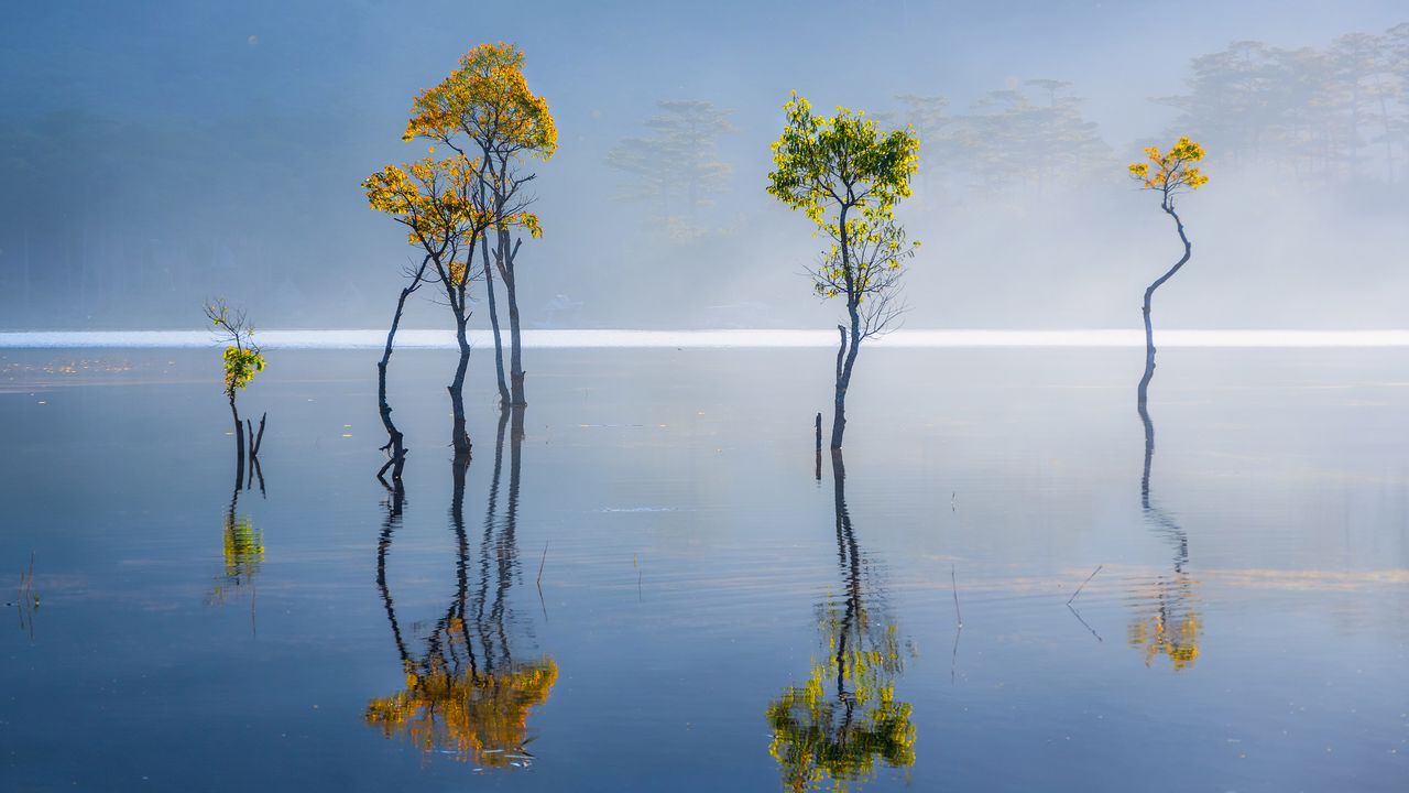 霧の水没林, 尾瀬