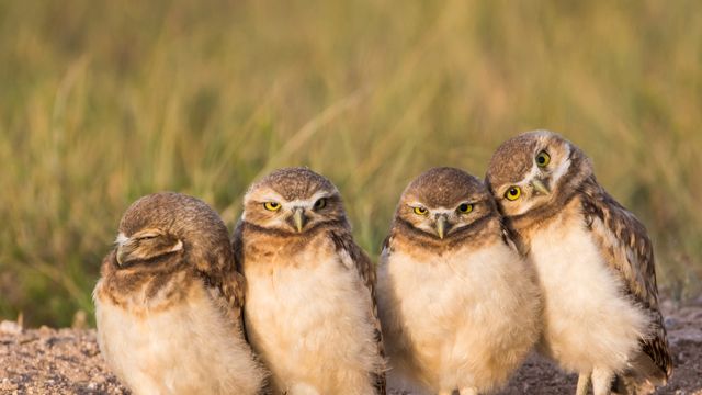 アナホリフクロウ, 米国 ワイオミング州