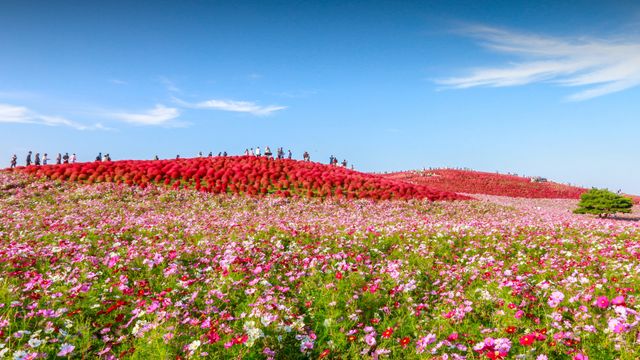 国営ひたち海浜公園, 茨城県 ひたちなか市