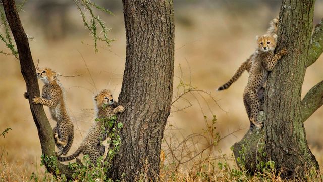 「アカシアの木に登るチーターの子どもたち」タンザニア, ンゴロンゴロ保全地域