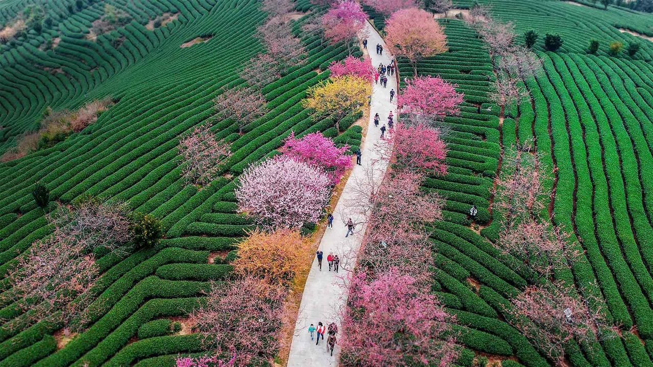 ｢永福桜花園｣中国, 福建省
