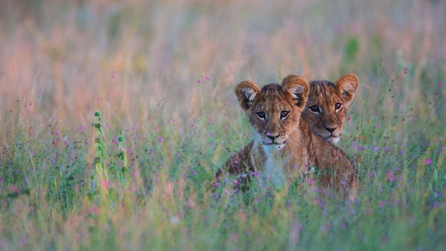 「ライオンの子ども」ボツワナ, カラハリ砂漠