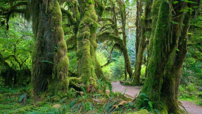 オリンピック国立公園の温帯雨林, 米国 ワシントン州
