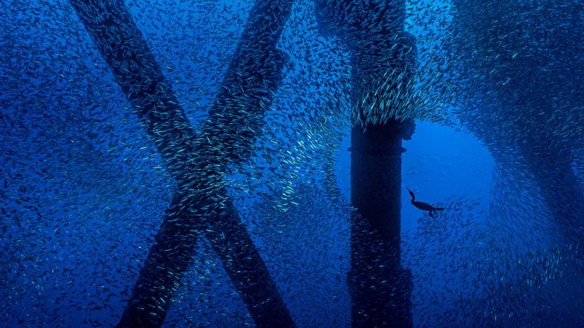 ｢サバを追うアオノドヒメウ｣米国ロサンゼルス沖
