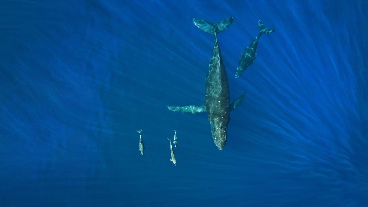 イルカとザトウクジラ, ハワイ沖