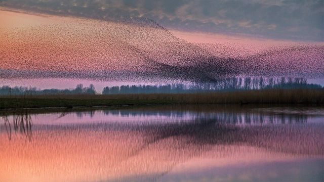 「ムクドリの群れ」オランダ, ラウエルス湖自然公園