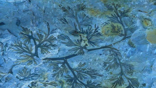 ｢石炭紀のシダの化石｣スペイン, コルドバ