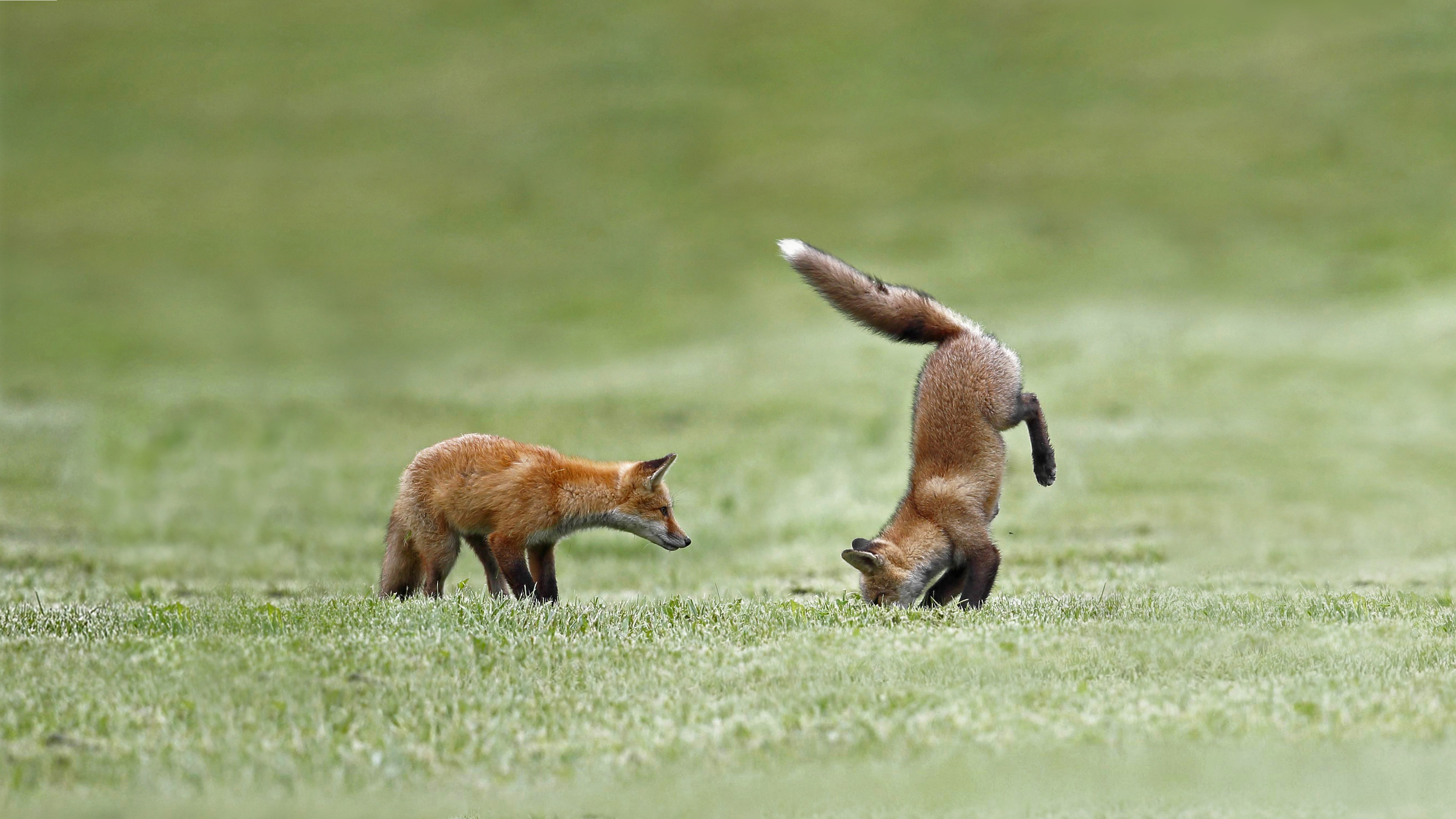 狩りの練習をする子ギツネ カナダ ケベック州 Bing日替わり画像