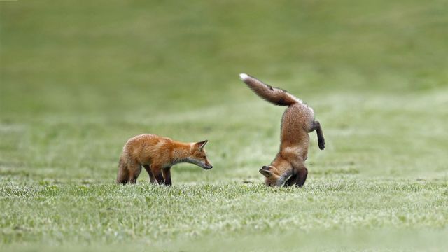 狩りの練習をする子ギツネ, カナダ ケベック州