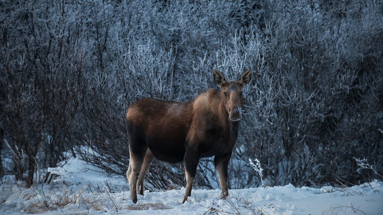 デナリ国立公園のヘラジカ, 米国 アラスカ州