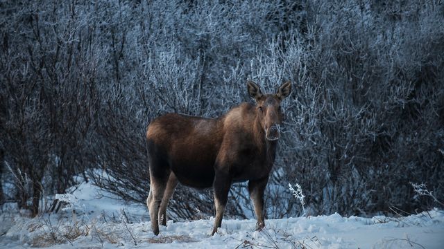 デナリ国立公園のヘラジカ, 米国 アラスカ州