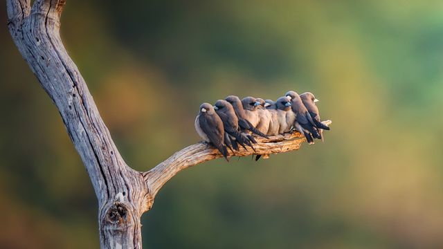 枝にとまるハイイロモリツバメ
