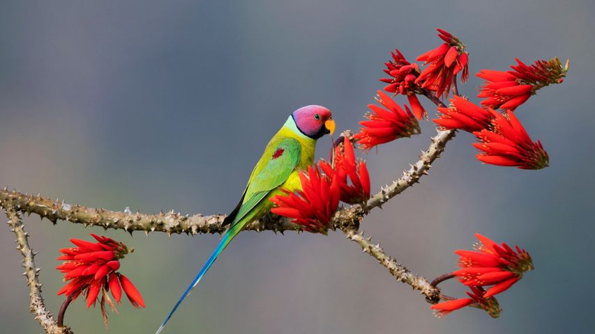 コセイインコ, インド カルナータカ州