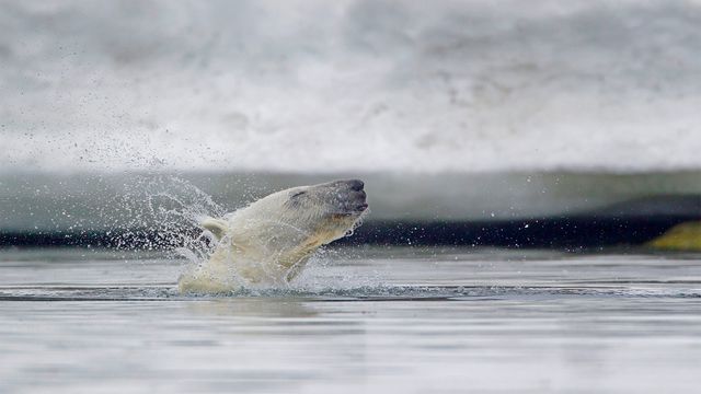 「ホッキョクグマ」ノルウェー, スヴァールバル諸島
