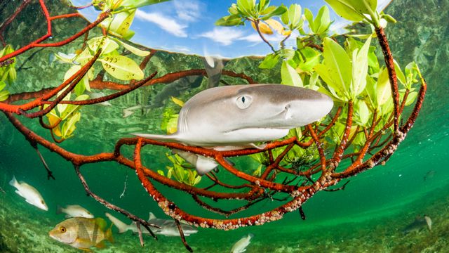 レモンザメの幼魚, バハマ