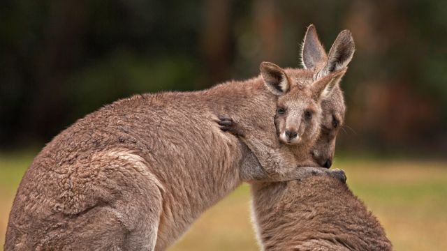 カンガルーの母子