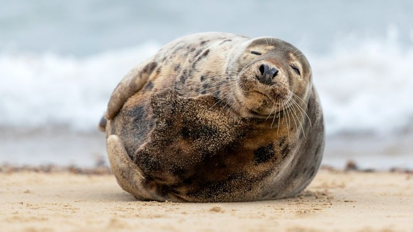 丸々と太ったアザラシ