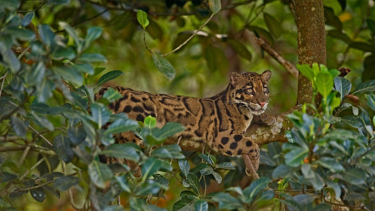 ｢ウンピョウ｣インド, トリプラ州