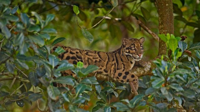 「ウンピョウ」インド, トリプラ州