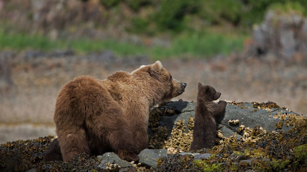 アメリカヒグマの母子, 米国 アラスカ州