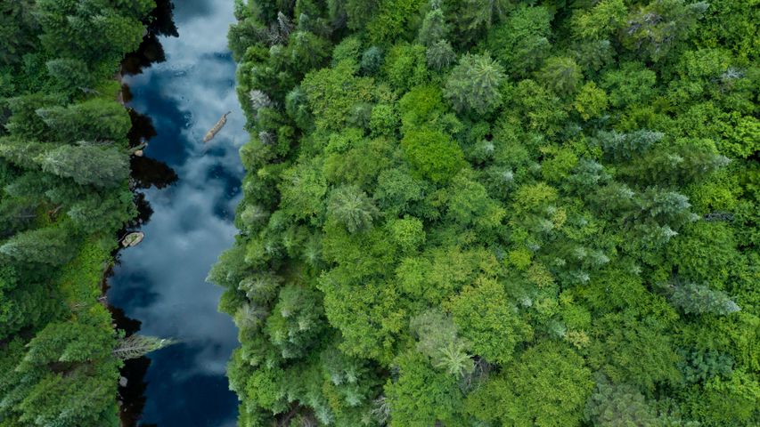 北方林の美しさ