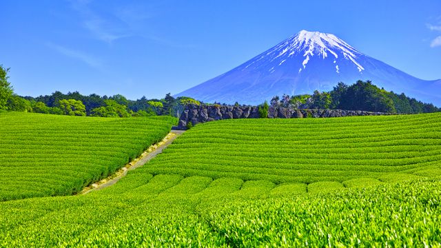 大淵笹場の茶畑, 静岡県 富士市