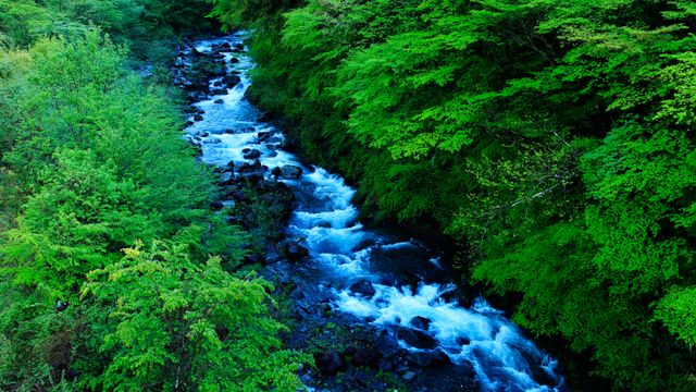 夏の森を潤す清流, 静岡県