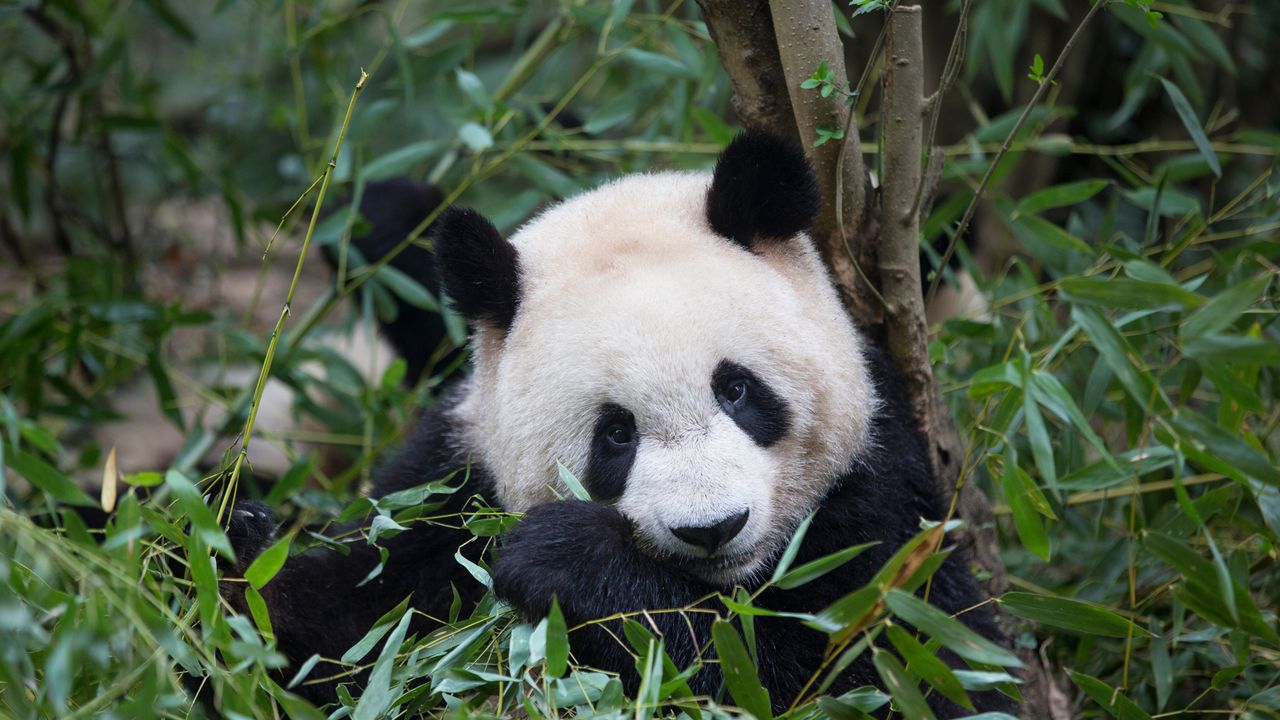 竹を食べるジャイアントパンダ, 中国 成都市