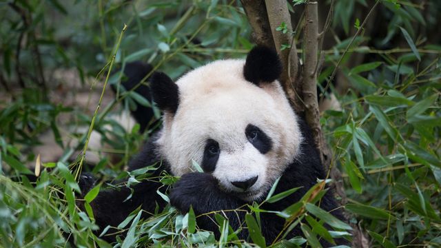 竹を食べるジャイアントパンダ, 中国 成都市