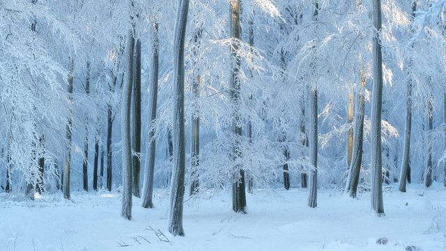 霧氷のブナ林, ベルギー