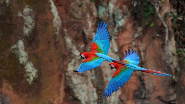 ベニコンゴウインコのペア