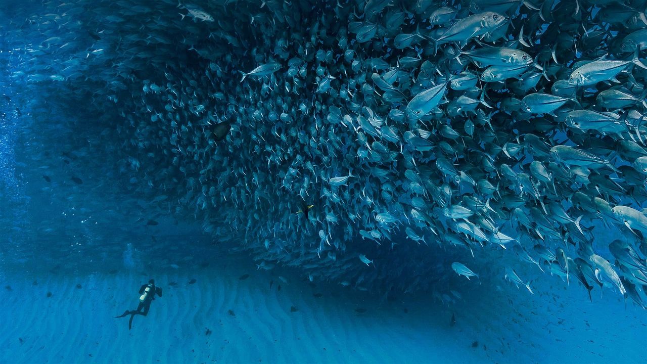 ｢カボプルモ国立公園のアジの群れ｣メキシコ, バハ・カリフォルニア州 （© Christian Vizl/Tandem Stills + Motion）